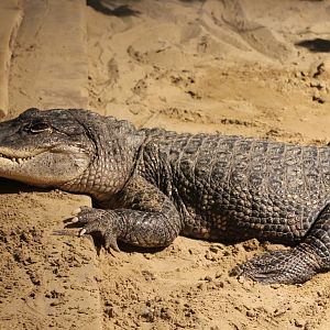 American alligator