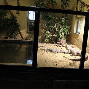 Enclosure American alligator