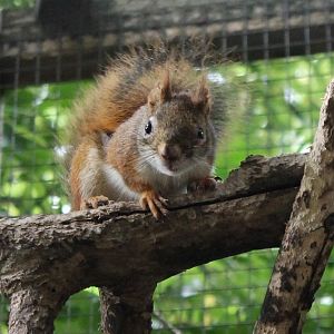 Hudson squirrel