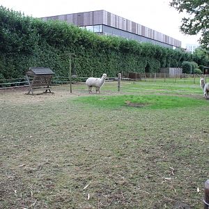 Alpaca-enclosure