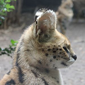 Serval