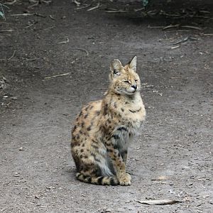 Serval