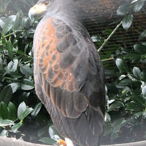 Harris hawk