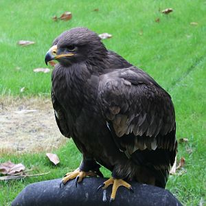 Steppe eagle