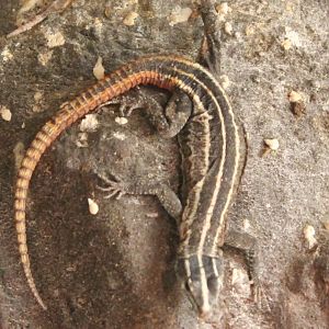 Common flat lizard
