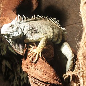Green iguana