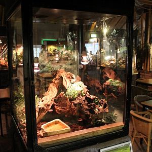 Enclosure Rainbow boa