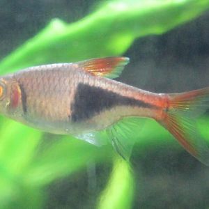 Rasbora heteromorpha