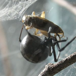 Black widow with prey
