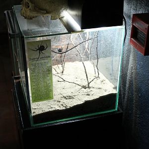 Black widow-enclosure