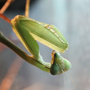 Praying Mantis
