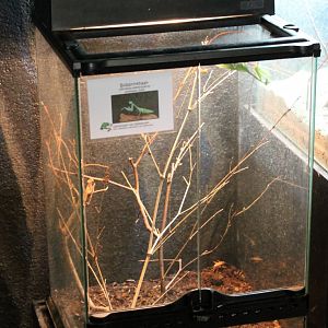 Enclosure Praying mantis