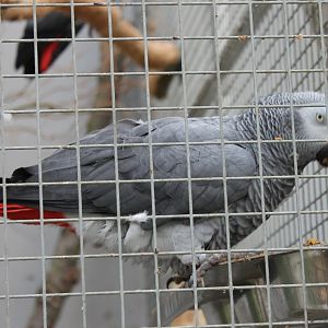 Grey parrot