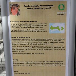 Sign Bourkes parrot