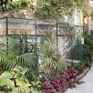 Aviary Bourkes parrot