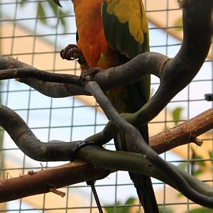 Sun conure