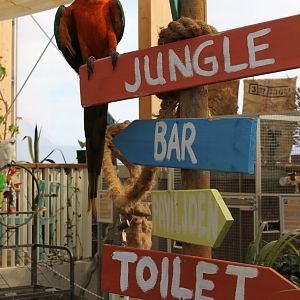 Macaw and signs