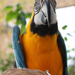 Blue and yellow macaw