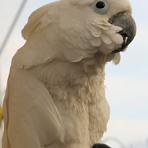 Umbrella cockatoo