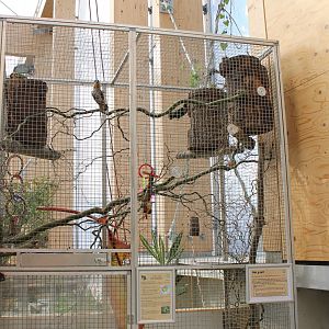 Aviary Black-headed parrot
