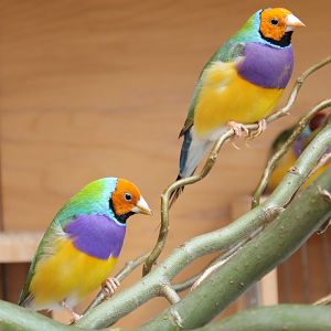 Gouldian finches