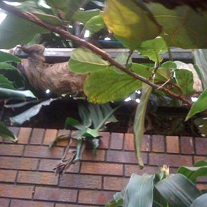 Sloth at Tropical Zoo 2010