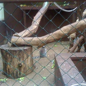 Lemur at Tropical Zoo 2010