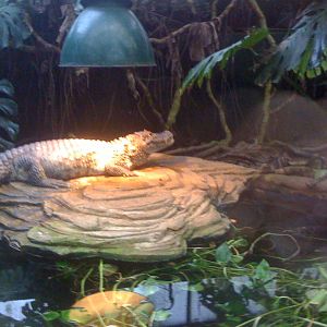 Tropical Zoo 2010 Alligator