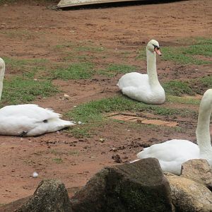mute swans