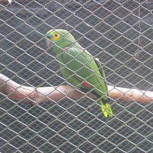 blue fronted amazon parrot