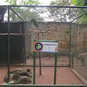 parrot aviary