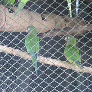 blue bellied parrots