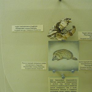 Parataxidea crassa skull