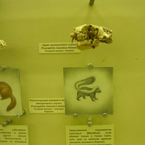 Promephitis maeotica skull