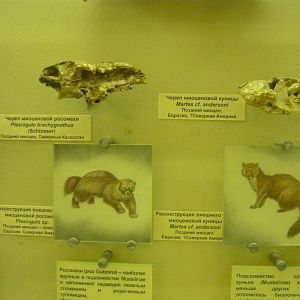 Plesiogulo brachygnathus and Martes cf. andersoni skulls