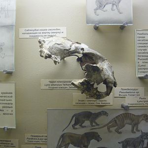 Lynx shansius skull