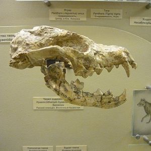 Hyaenictitherium hyaenoides skull