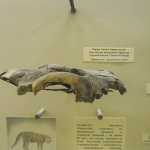 Percrocuta abessalomi skull