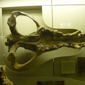 Andrewsarchus mongoliensis skull (cast)