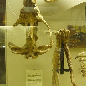 Mongolonyx robustus skull and mandible