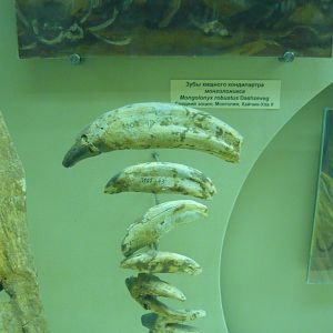 Mongolonyx robustus teeth