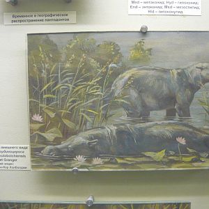 Eudinoceras kholobolchiensis reconstruction