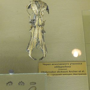 Obdurodon dicksoni skull (cast)
