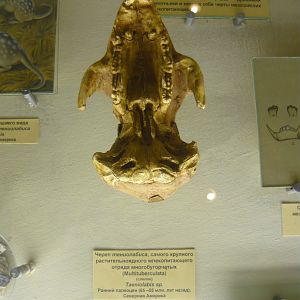 Taeniolabis sp. skull (cast)