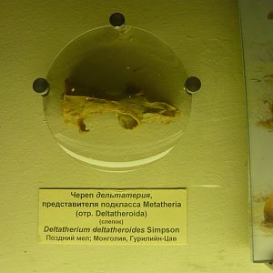 Deltatheroid skull (cast)