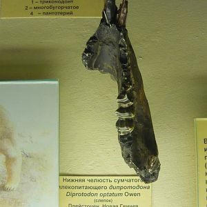 Diprotodon optatum mandible (cast)