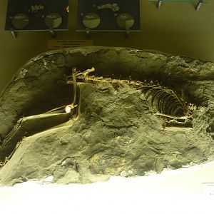 Hippolagus sp. skeleton