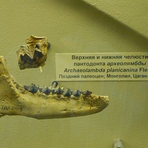 Archaeolambda planicanina upper jaw fragment and mandible