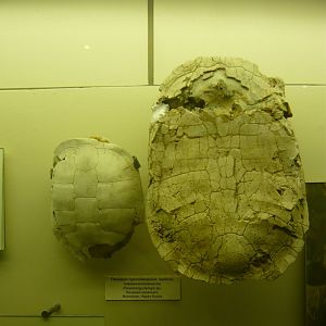 Paramongolemys sp. shells