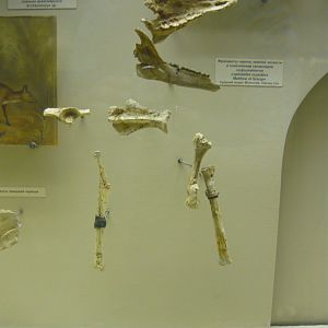 Lophialetes expeditus skull and limb fragments